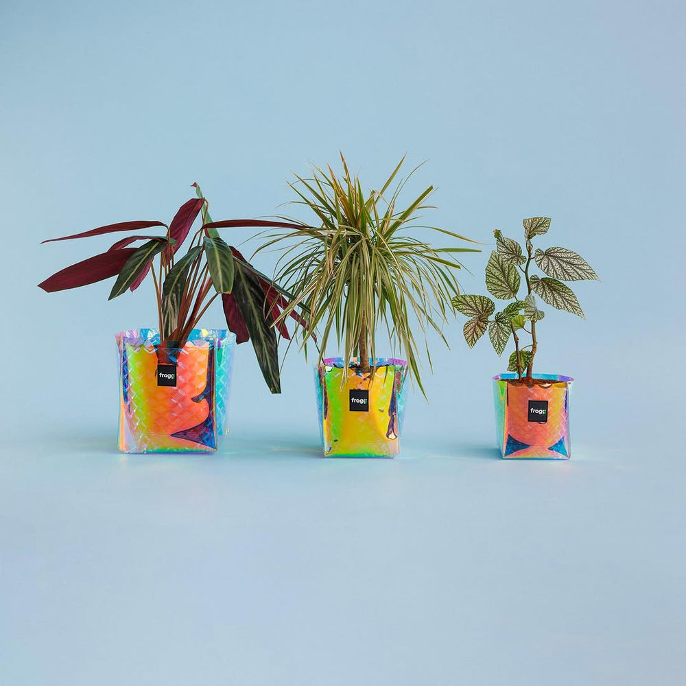 Fragg Studio
